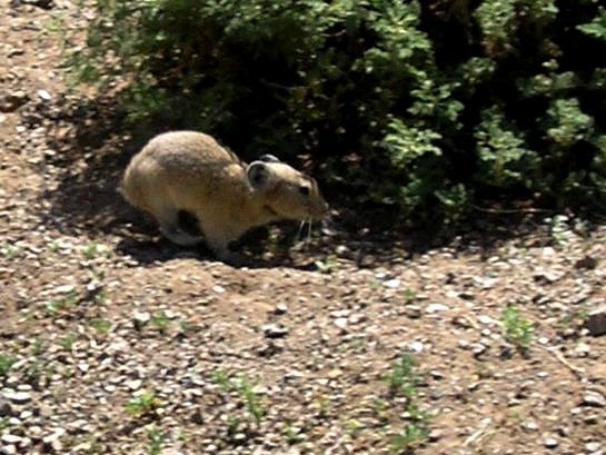 Piccolo mammifero della Mongolia: Ochotona sp. (Pika)